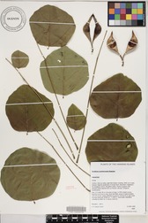 Erythrina sandwicensis