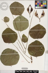 Erythrina sandwicensis