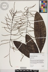 Charpentiera densiflora