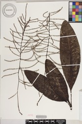 Charpentiera densiflora