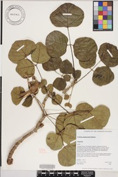 Erythrina sandwicensis
