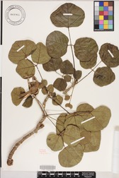 Erythrina sandwicensis