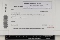 Isopterygium albescens image