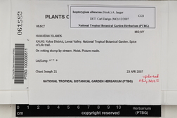 Isopterygium albescens image