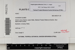 Isopterygium albescens image