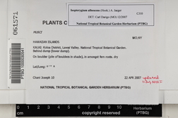 Isopterygium albescens image