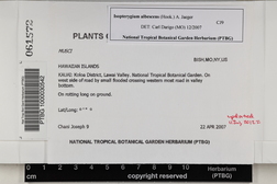Isopterygium albescens image