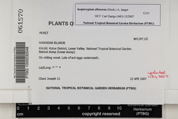 Isopterygium albescens image