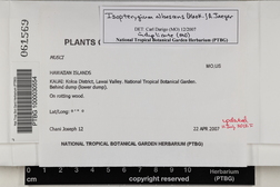 Isopterygium albescens image