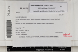 Isopterygium albescens image