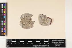 Glyphis cicatricosa image