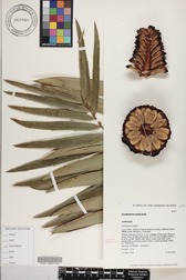 Encephalartos gratus