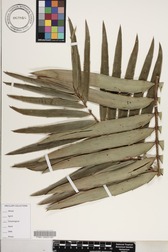 Encephalartos gratus