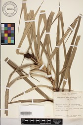 Freycinetia novocaledonicaDONOTUSE