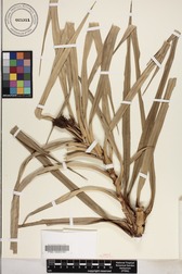 Freycinetia novocaledonicaDONOTUSE