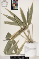 Schizostachyum glaucifolium