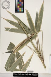 Schizostachyum glaucifolium