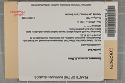 Stenogyne purpurea