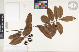 Psidium guajava