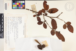 Psidium guajava