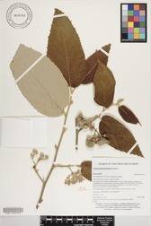 Commersonia bartramia