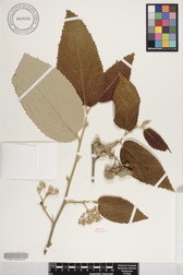 Commersonia bartramia