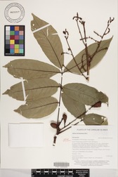 Aglaia mariannensis