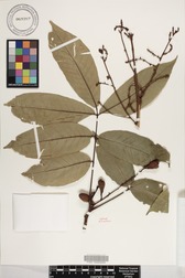 Aglaia mariannensis