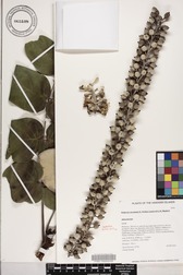 Polyscias lallanii