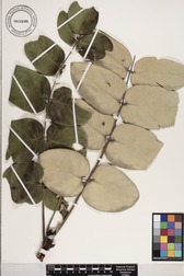 Polyscias lallanii