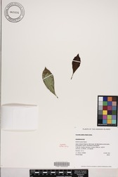 Scaevola glabra