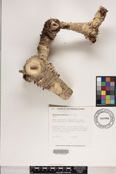 Schizostachyum glaucifolium