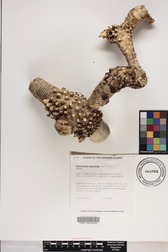 Schizostachyum glaucifolium