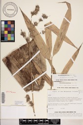 Schizostachyum glaucifolium