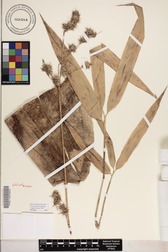 Schizostachyum glaucifolium