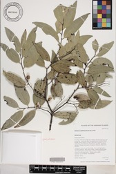 Diospyros sandwicensis