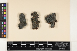 Leptogium azureum image