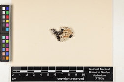Leucodermia leucomelos image