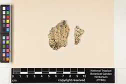 Glyphis cicatricosa image