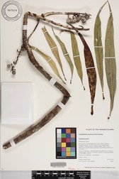 Trematolobelia kauaiensis