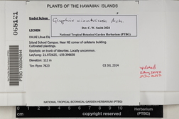 Glyphis cicatricosa image