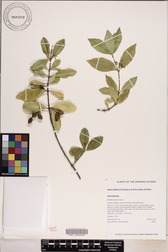 Alyxia stellata
