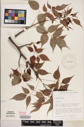 Commiphora caudata