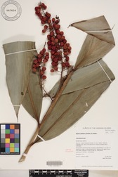 Alpinia pubiflora