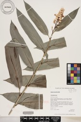 Alpinia foxworthyi