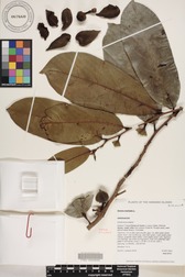 Annona muricata