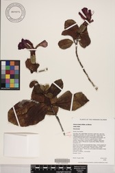 Hibiscus kokio subsp. kokio
