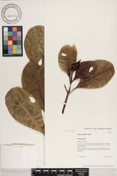 Fagraea ceilanica