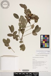 Senna gaudichaudii