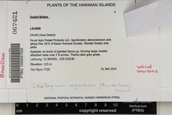 Leptogium azureum image
